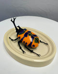 Chromatic Beetle Psych