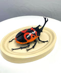 Chromatic Beetle Tribal