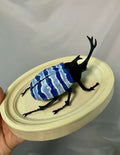 Chromatic Beetle Pacific Ocean