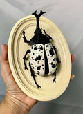Chromatic Beetle Dalmatian Ink
