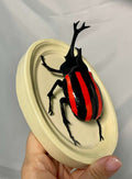 Chromatic Beetle Red Neon Harlequin