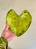 Unique Ceramic Leaf Tray Chartreuse